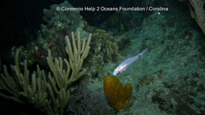 Cardinalfishes (4)_67